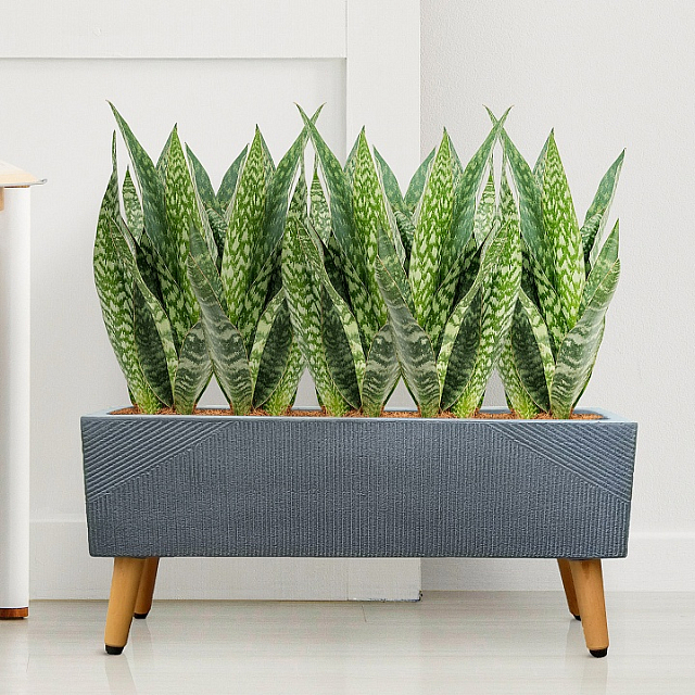 Кашпо Idealist Lite Урбан напольное прямоугольное с подставкой 58 Цвет: антрацит 