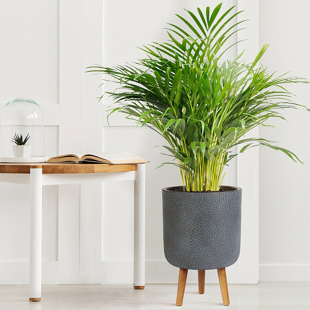 Кашпо Idealist Lite Урбан напольное круглое с подставкой D46 Цвет: антрацит 