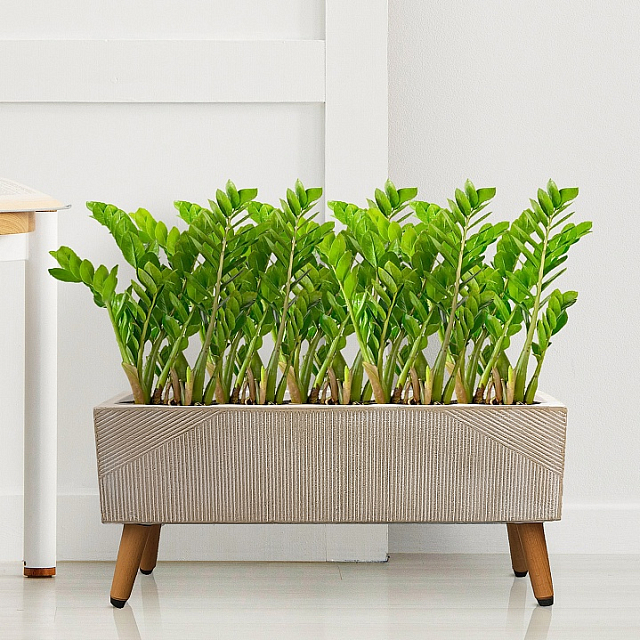 Кашпо Idealist Lite Урбан напольное прямоугольное с подставкой 65 Цвет: бежевый 