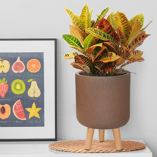 Кашпо Idealist Lite Урбан настольное круглое с подставкой D24 Цвет: кофе 