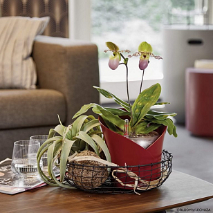 Кашпо с автополивом Lechuza Orchidea Цвет: бежевый, уличное оборудование