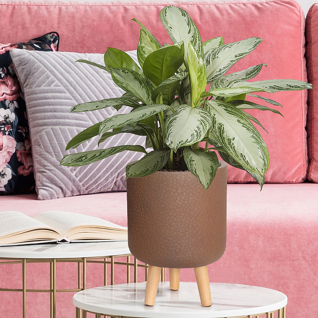 Кашпо Idealist Lite Урбан настольное круглое с подставкой D24 Цвет: кофе 