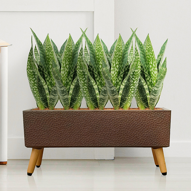 Кашпо Idealist Lite Урбан напольное прямоугольное с подставкой 58 Цвет: кофе 