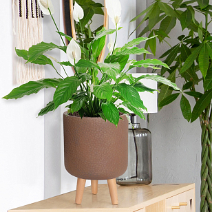 Кашпо Idealist Lite Урбан настольное круглое с подставкой D24 Цвет: кофе, уличное оборудование