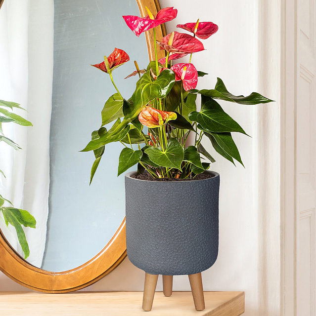 Кашпо Idealist Lite Урбан настольное круглое с подставкой D24 Цвет: антрацит 