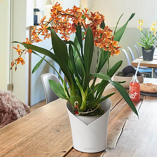Кашпо с автополивом Lechuza Orchidea Цвет: бежевый, уличное оборудование
