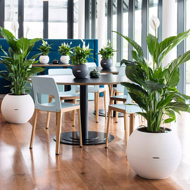 Кашпо с автополивом Lechuza Puro Color 50 Цвет: серый 