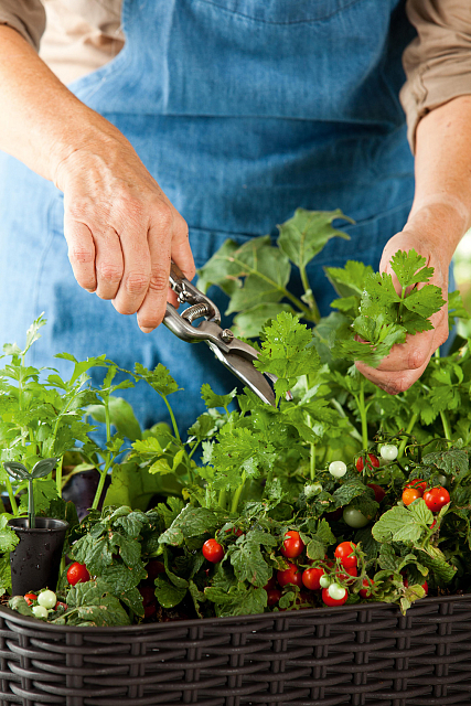 Грядка Keter Easy Grow Цвет: коричневый 